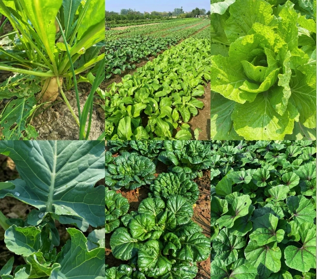 腐植酸對(duì)土壤修復(fù)有什么效果呢